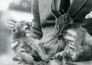 Un gardien tenant une paire de chatons caracals sur ses genoux, Zoo de Londres