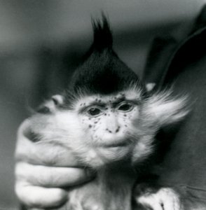Un gardien tient Freckles, un Mangabey à crête noire ou du Congo, Zoo de Londres, 1924 - Frederick William Bond