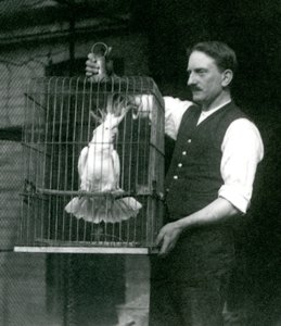 Un gardien tient un cacatoès à huppe jaune, Jade, dans sa cage au Zoo de Londres en octobre 1924 - Frederick William Bond