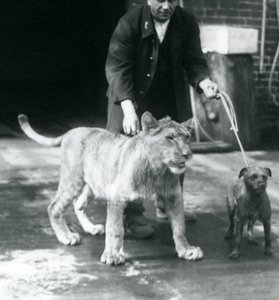 Un gardien promenant un chien et un jeune lion, zoo de Londres, août 1925 (photo n/b)