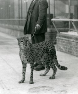 Un gardien avec un guépard en laisse, Zoo de Londres