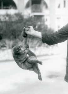 Un kinkajou suspendu au doigt d