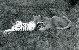 Un lionceau et un tigreau se battent sur l