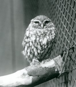 Une petite chouette perchée sur une branche à côté du grillage de son enclos, Zoo de Londres, novembre 1925 - Frederick William Bond