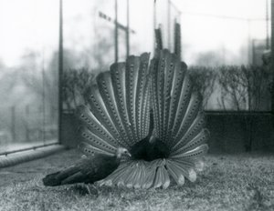 Un faisan Argus mâle en parade nuptiale, avec une femelle à côté de lui, Zoo de Londres, janvier 1926 - Frederick William Bond