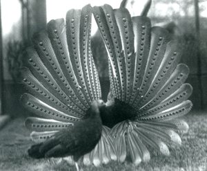 Un faisan Argus mâle en parade nuptiale, avec une femelle à côté de lui, Zoo de Londres, janvier 1926 - Frederick William Bond