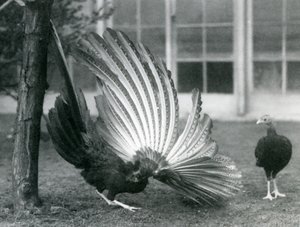 Un faisan argus mâle déployant ses plumes, une femelle devant lui, Zoo de Londres, janvier 1926 - Frederick William Bond
