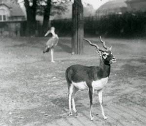 Un mâle Blackbuck ou Antilope indienne dans un enclos au zoo de Londres, octobre 1926 - Frederick William Bond