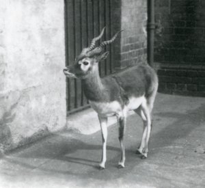 Un mâle blackbuck debout dans son enclos au Zoo de Londres en juin 1925 - Frederick William Bond