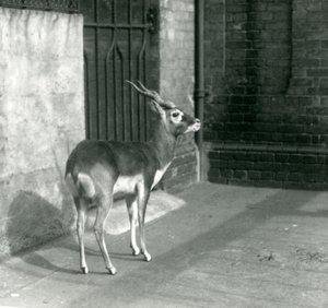 Un mâle blackbuck debout dans son enclos au Zoo de Londres en juin 1925 - Frederick William Bond