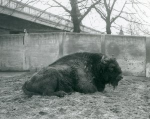 Un bison d
