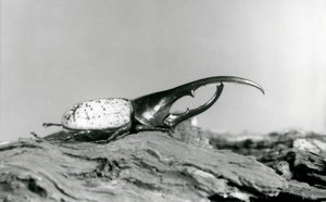 Un mâle Hercule reposant sur l