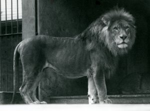 Un lion mâle au zoo de Londres, juin 1924