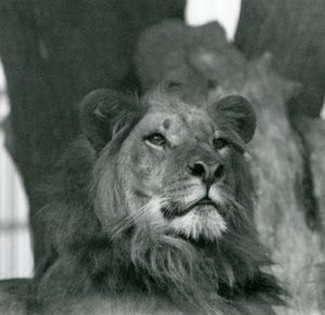 Un lion mâle au zoo de Londres en 1929