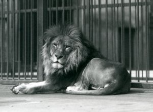Un lion mâle allongé contre les barreaux de son enclos, Zoo de Londres, septembre 1927 - Frederick William Bond