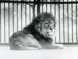 Un lion mâle se reposant dans son enclos au zoo de Londres en mars 1925 - Frederick William Bond