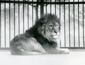 Un lion mâle se reposant dans son enclos au Zoo de Londres en mars 1925 - Frederick William Bond
