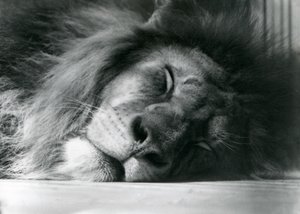 Un lion mâle dormant dans son enclos au zoo de Londres en 1924