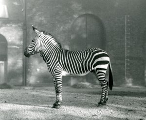 Un zèbre de montagne mâle x zèbre de montagne de Hartmann debout dans son enclos au zoo de Londres en septembre 1927 - Frederick William Bond
