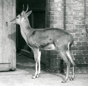 Un reedbuck mâle ou reitbok debout près de la porte de la maison des antilopes, zoo de Londres, 6 octobre 1927 - Frederick William Bond