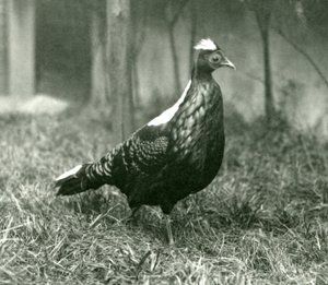 Un faisan de Swinhoe mâle au zoo de Londres, septembre 1923