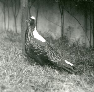 Un faisan de Swinhoe mâle au zoo de Londres, septembre 1923 - Frederick William Bond