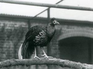 Un faisan à dos de feu de Vieillot mâle/de Crête de Feu debout sur une branche horizontale au Zoo de Londres en 1928 (photo n/b) - Frederick William Bond