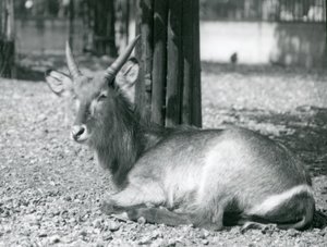 Un mâle cob à croissant, Kobus ellipsiprymnus, assis dans son enclos au Zoo de Londres, années 1920 - Frederick William Bond