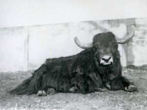 Un yak mâle couché dans son enclos au Zoo de Londres en 1928 (photo n/b)