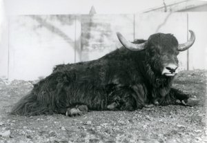 Un yak mâle allongé dans son enclos au Zoo de Londres en août 1928 - Frederick William Bond