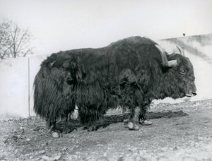 Un yak mâle dans son enclos au zoo de Londres en 1928 - Frederick William Bond