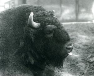 Un Bison Européen mâle, Zoo de Londres, février 1928 (photo n/b) - Frederick William Bond