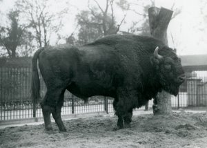 Un bison européen mâle debout sur l