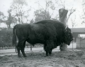 Un bison d