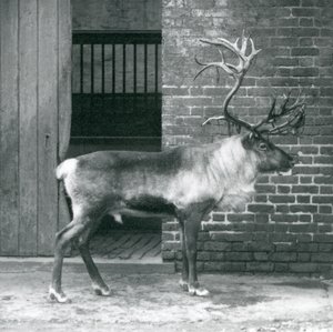 Un renne mâle mature debout dans son enclos au zoo de Londres en 1925 - Frederick William Bond