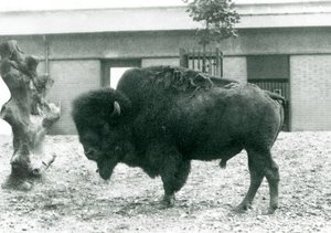 Un bison américain presque menacé debout dans son enclos, zoo de Londres, 1927 - Frederick William Bond