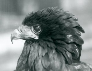 Un aigle bateleur menacé au zoo de Londres