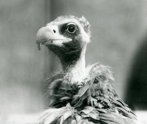 Un vautour moine menacé au zoo de Londres