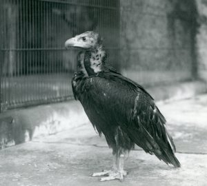 Un vautour moine menacé au zoo de Londres - Frederick William Bond