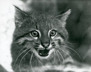 Un chat des pampas menacé au Zoo de Londres en 1929