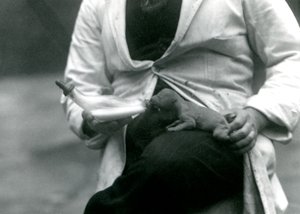 Un lionceau nouveau-né nourri au biberon par son gardien, Zoo de Londres, 1923 - Frederick William Bond
