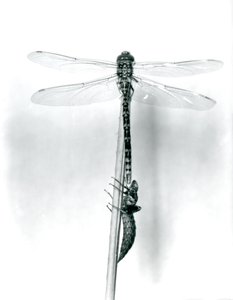 Une libellule à anneaux dorés nouvellement émergée sèche ses ailes en se reposant sur un roseau au-dessus de sa coquille larvaire vide, ou exuvie, Zoo de Londres, 1925 - Frederick William Bond