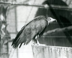 Un vautour charognard en danger critique debout sur une bûche, Zoo de Londres, septembre 1925 - Frederick William Bond