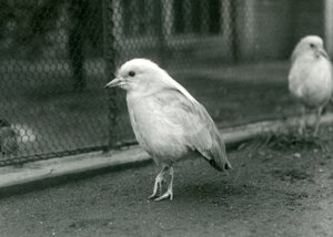 Un couple de cagous debout sur le sol de leur enclos au Zoo de Londres, 1927 - Frederick William Bond