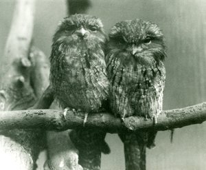 Un couple de Podarges gris assis sur une branche au Zoo de Londres - Frederick William Bond