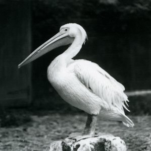 Un pélican debout sur une souche d