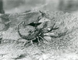 Un scorpion au Zoo de Londres en 1929 (photo n/b) - Frederick William Bond