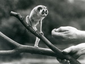 Un loris mince debout sur une branche tenue par un gardien, Zoo de Londres, août 1926 - Frederick William Bond