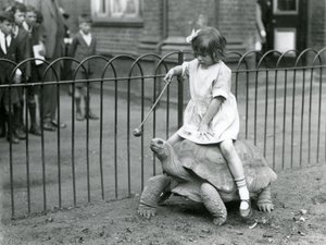Une petite fille, Betty, tend un bâton avec une pomme au bout pour guider la tortue géante qu