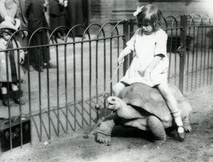 Une petite fille, Betty, tend un bâton avec une pomme au bout pour guider la tortue géante qu